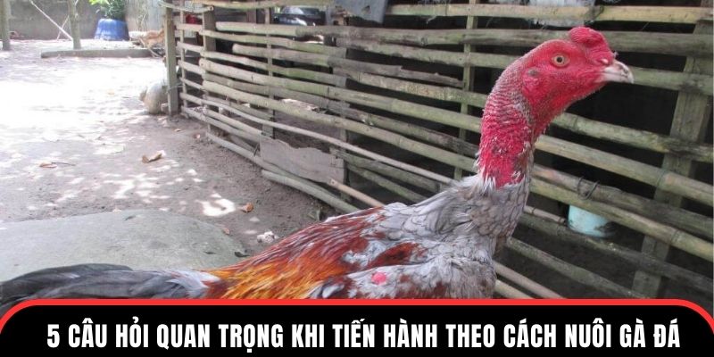 5 câu hỏi quan trọng khi tiến hành theo cách nuôi gà đá
