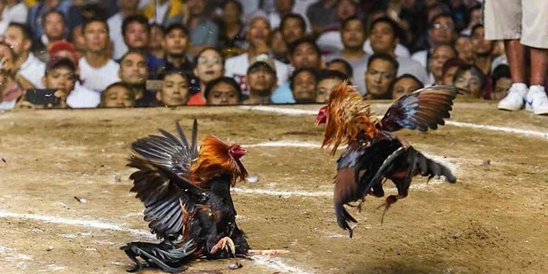 Các hình thức đá gà Campuchia 33win phổ biến