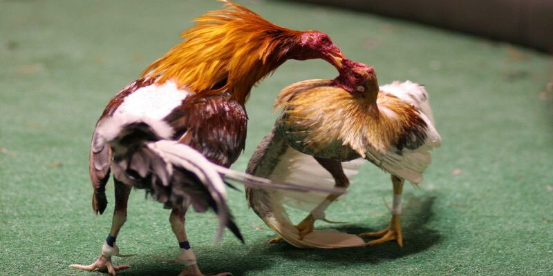 Những yếu tố thu hút đông đảo tham gia